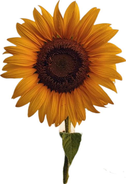 Fleurs
